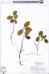 Gaultheria procumbens image