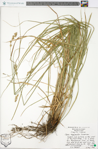 Carex argyrantha image