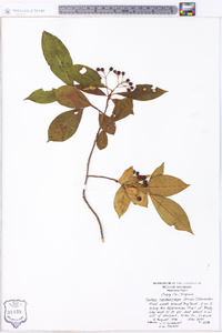 Sorbus melanocarpa image