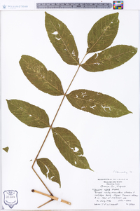 Fraxinus nigra image