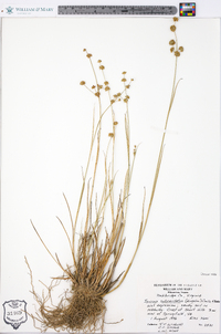 Juncus subcaudatus image