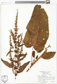 Rumex obtusifolius image