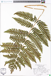 Dryopteris goldieana image