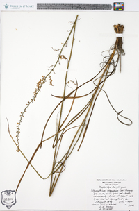 Stenanthium gramineum image