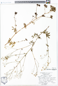 Thalictrum pubescens image