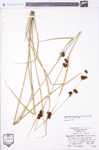 Rhynchospora capitellata image