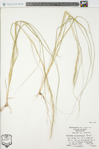 Aristida purpurascens image