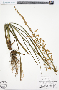 Stenanthium gramineum image