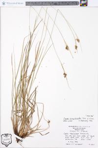 Carex complanata image