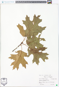 Quercus coccinea image