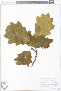 Quercus rubra var. borealis image