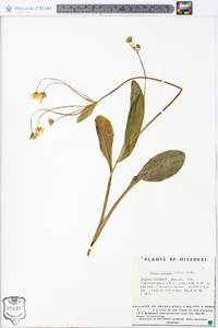 Krigia biflora image