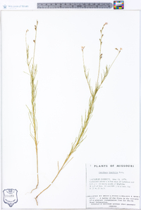 Oenothera linifolia image