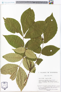 Carya texana image