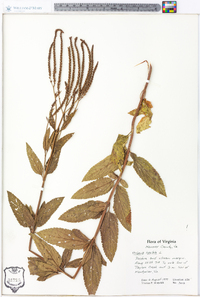 Verbena hastata image