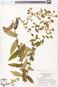 Symphyotrichum phlogifolium image