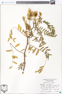 Astragalus canadensis image