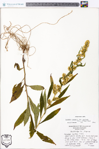 Solidago caesia var. curtisii image