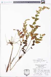 Solidago rugosa var. rugosa image