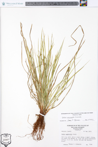 Carex oligocarpa image