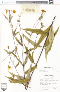 Helianthus laevigatus image