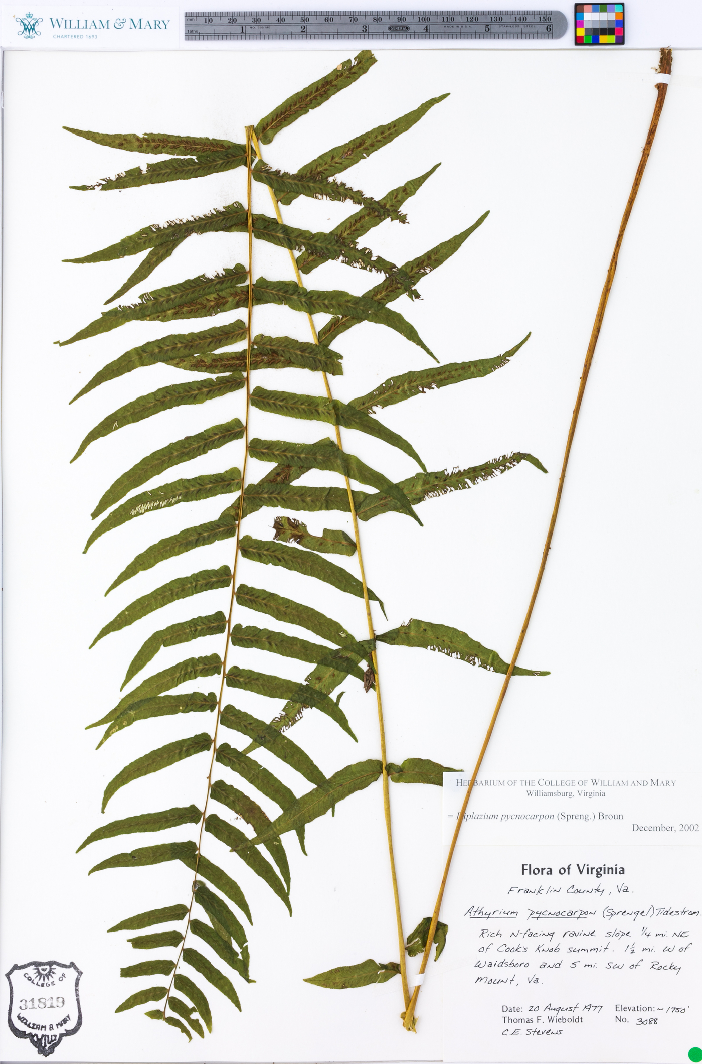 Athyrium pycnocarpon image