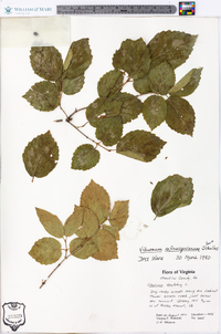 Viburnum rafinesqueanum image