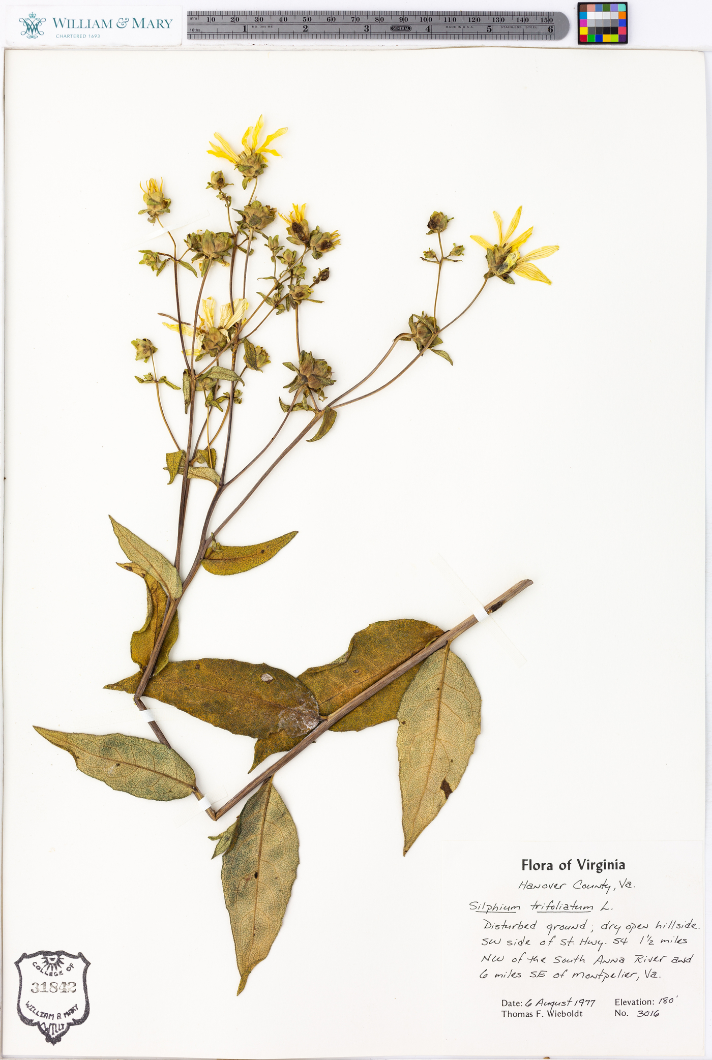 Silphium asteriscus var. trifoliatum image