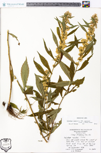 Solidago caesia var. curtisii image