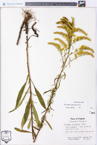 Solidago pinetorum image