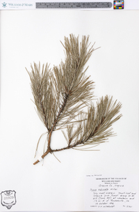 Pinus echinata image