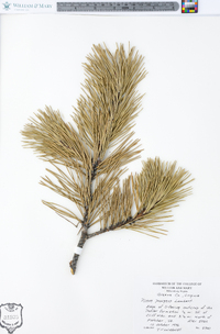 Pinus pungens image