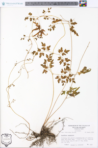 Lygodium japonicum image