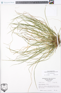 Carex reznicekii image