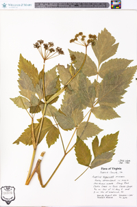 Angelica triquinata image