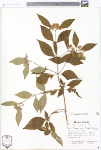 Pycnanthemum incanum image