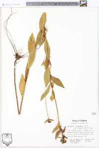 Oenothera tetragona image