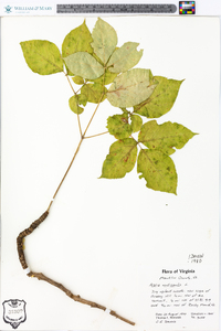 Aralia nudicaulis image