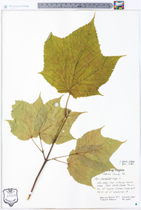 Acer pensylvanicum image