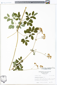Thalictrum pubescens image