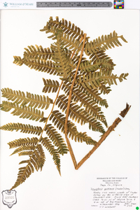 Dryopteris goldieana image