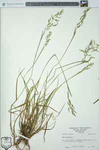 Poa trivialis image