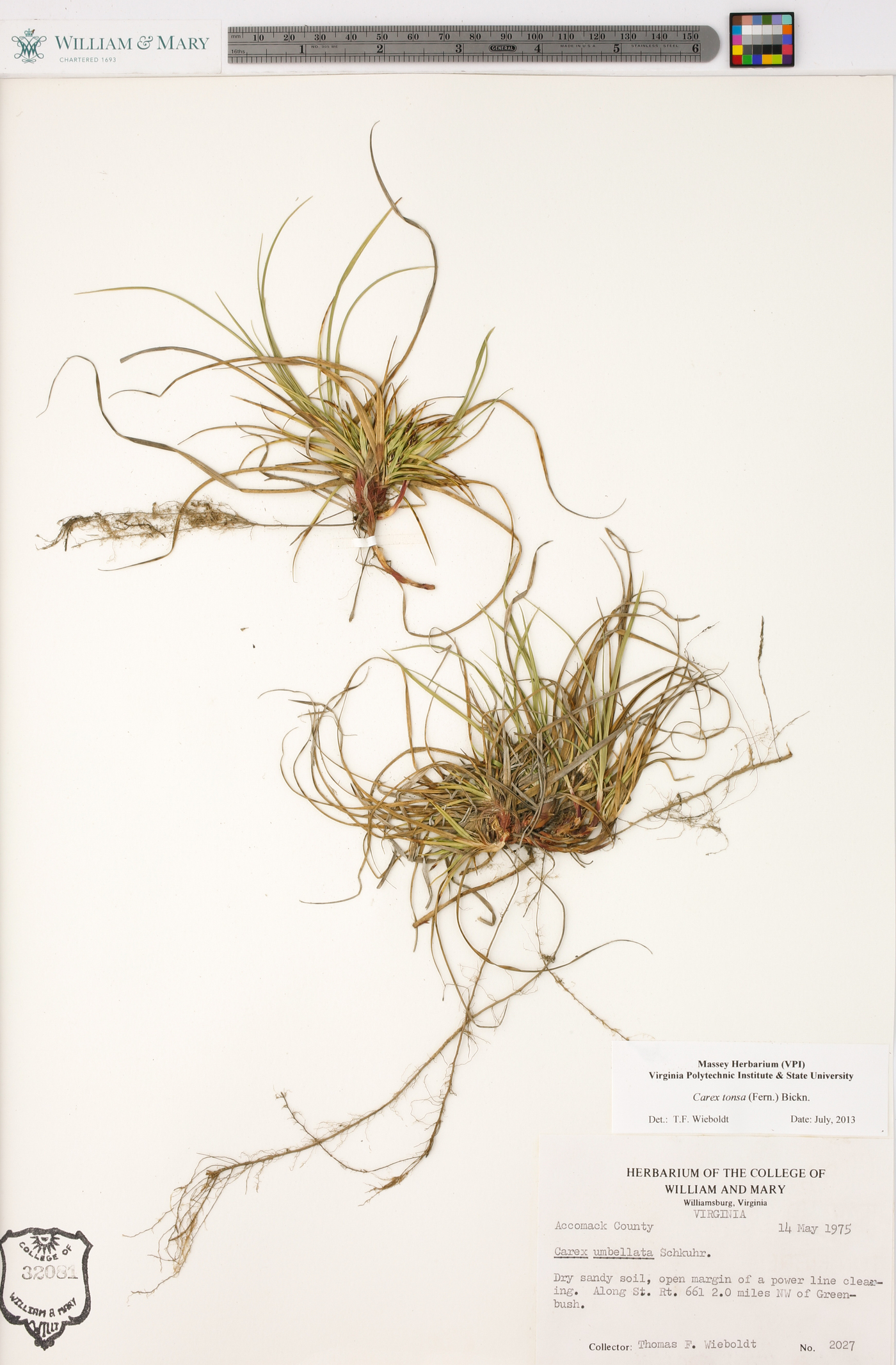 Carex tonsa image