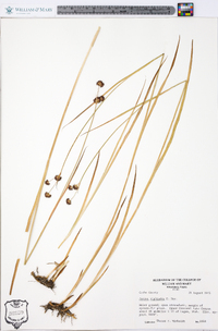 Juncus xiphioides image