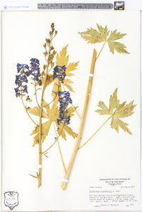 Delphinium nuttallianum image