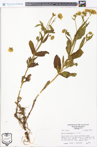 Arnica longifolia image