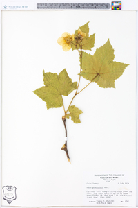 Rubus parviflorus image