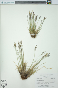 Poa glauca image