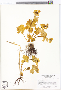 Trollius laxus image