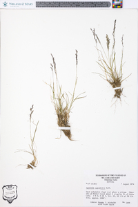 Agrostis variabilis image